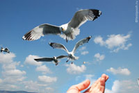 18-й фестиваль творческого отдыха ПУХ-2013 на озере Байкал