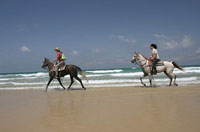 horse riding israel