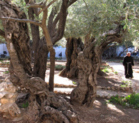 Экскурсия в Иерусалим - Гефсиманский сад